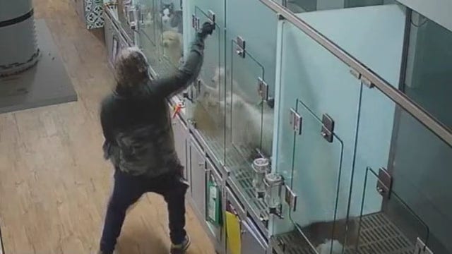 Surveillance video shows man stuffing puppies into bag at Webster pet store