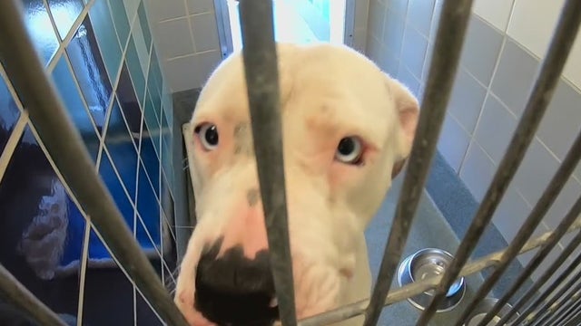 BARC, animal advocates at odds over euthanasia list when shelter is at less than half of capacity