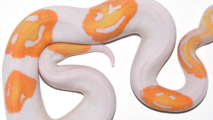 'Astronomically rare' snake with 3 'emoji' smiley faces sells for $6,000 - Vimarsana News