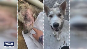 Rescue dog beats death twice, makes miraculous recovery