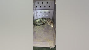 Woman says 25-pound exotic lizard attacked her dog in Willis