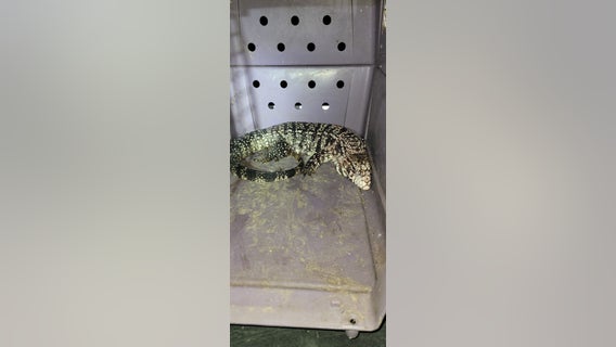 Woman says 25-pound exotic lizard attacked her dog in Willis