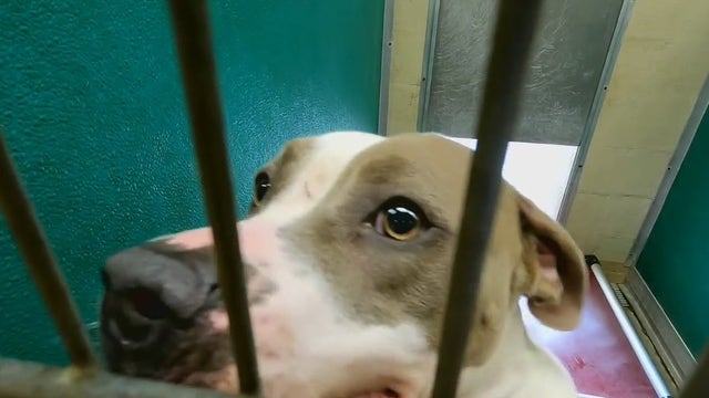 Bill that would stop pet stores from selling animals from puppy mills takes big step towards becoming law