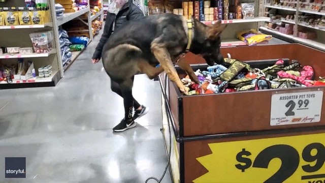 Video: Excited German shepherd jumps into store toy bin