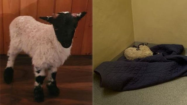 Lost lamb spends night in Irish jail cell after being rescued by police