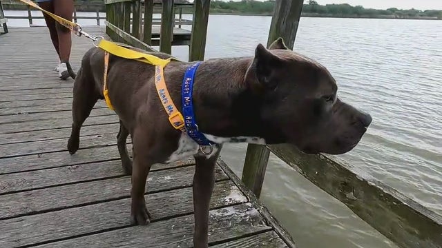 How to spend the day walking, playing with a dog without the commitment in Galveston