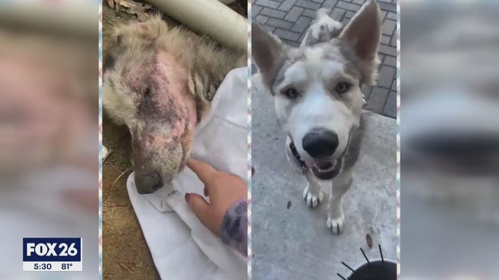 Rescue dog beats death twice, makes miraculous recovery - Vimarsana News