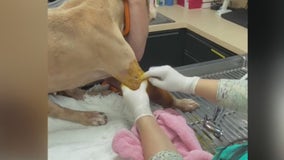 One of a kind dog rescue in Alvin transforms dogs fighting for their lives into adorable pets