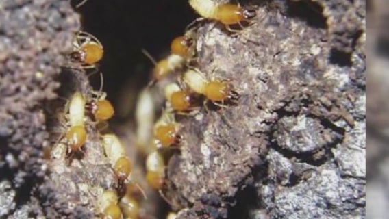Local experts talk about invasive termite species to watch out for following recent rains