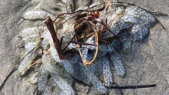 North Carolina coast 'mysterious mass' identified: What is the blob?