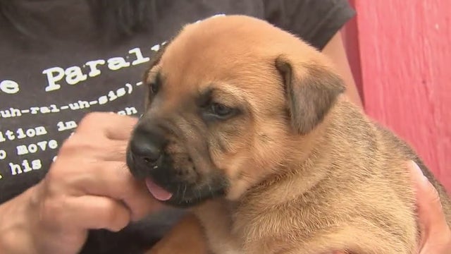 Dog, her 4 puppies rescued from Houston storm drain embark on new life