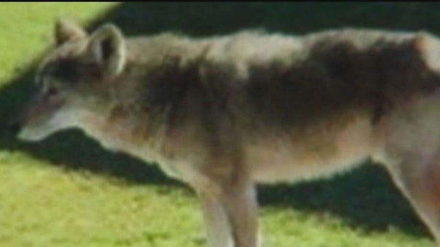 Coyote population ‘booming’ in Houston, says biologist