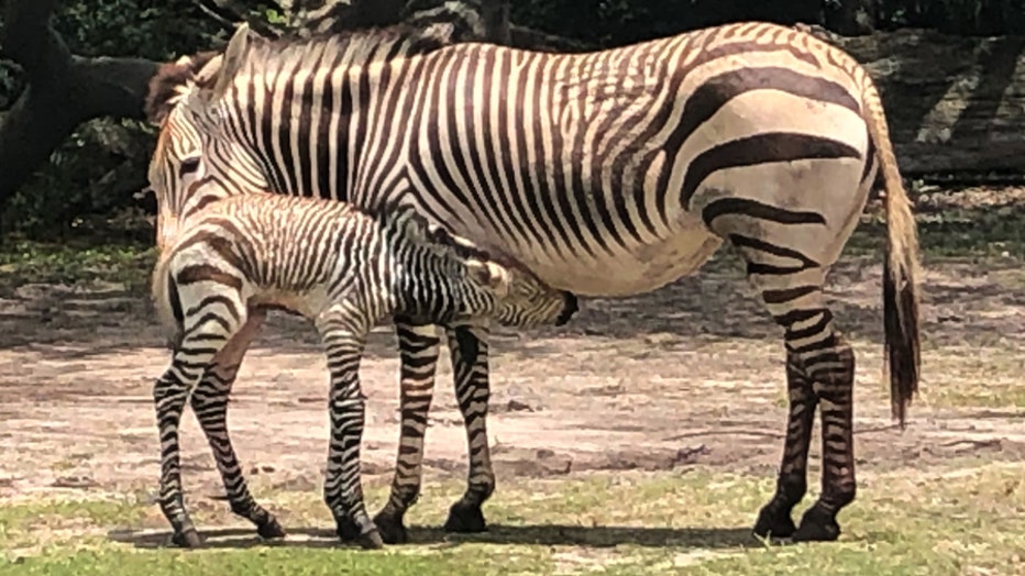 04998e84-zebra2.jpeg