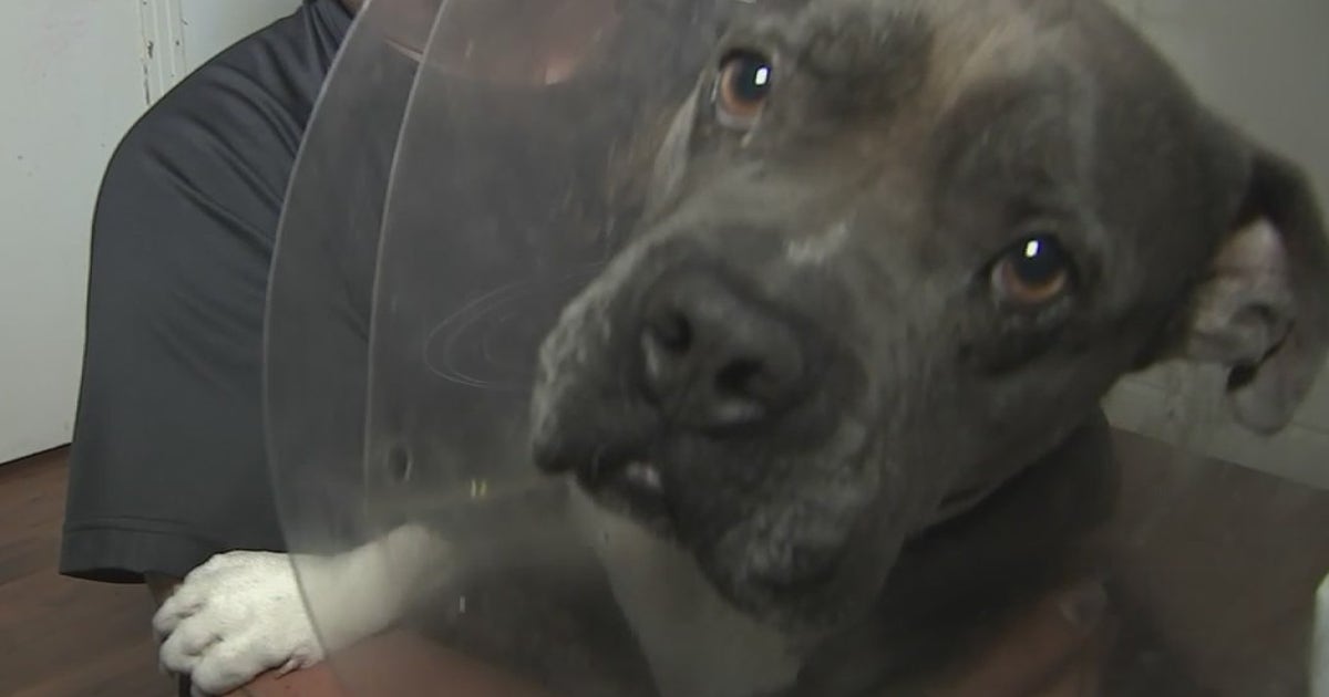 34-year-old man charged with animal cruelty after police say he ...