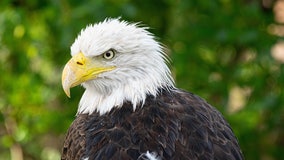 Bald eagle that survived Texas Winter Storm finds home at Houston Zoo