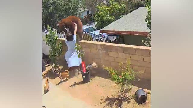 VIDEO: Teenager fends off bear to save her dogs in California