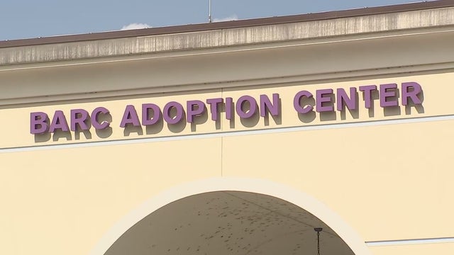 Recent euthanasia's at BARC has some rescue groups, animal shelter director at odds
