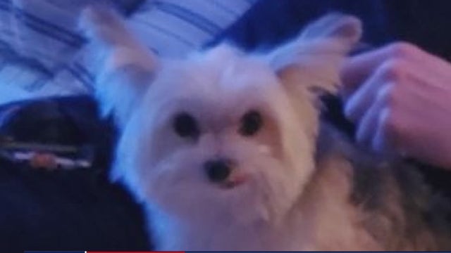 15-year-old teacup Yorkie dog napped from Midtown dog park, owner fears the worst