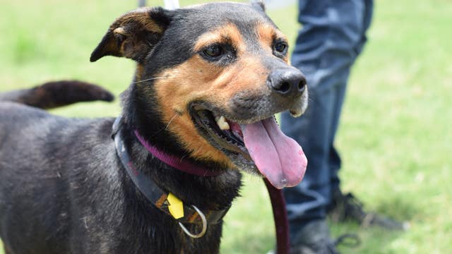 Adoption fees waived at Harris County Pets due to overpopulation
