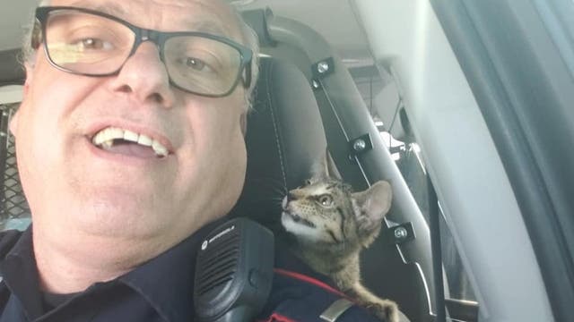 Kitten thrown onto Houston-area freeway finds new home