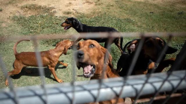 Gov. Abbott vetoes criminal justice bills, legislation to protect dogs, teach kids about domestic violence