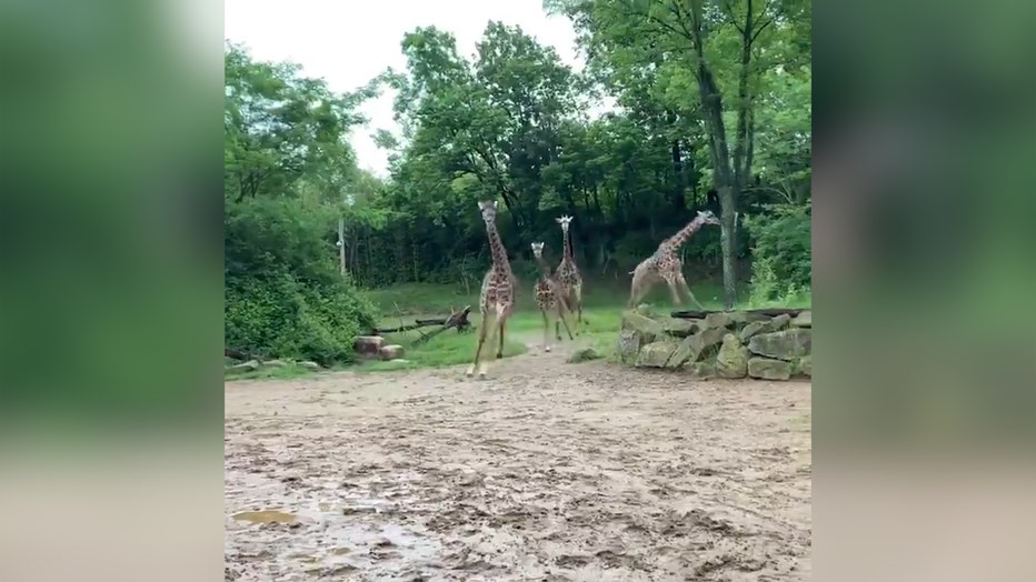 Giraffe zoomies pic