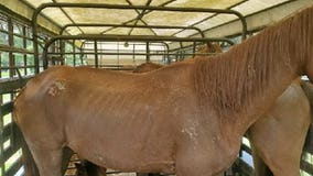 Malnourished horses found, seized by Montgomery Co. deputies