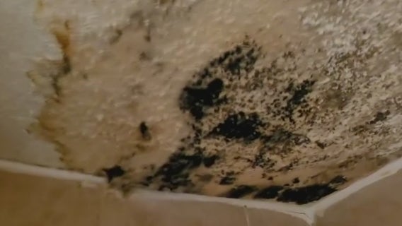 Understanding Houston renters' rights when mold grows in their apartments