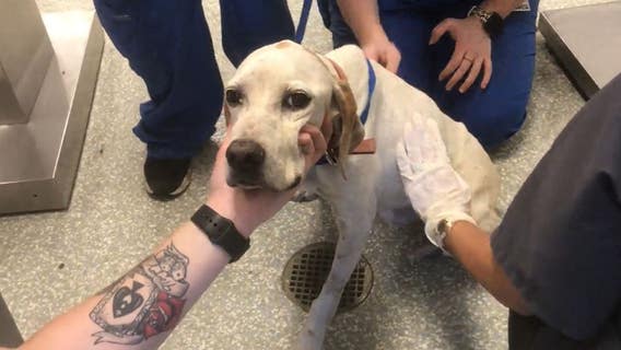 More than 25 dogs, cats rescued from "one of the worst cases of deplorable living conditions," SPCA says