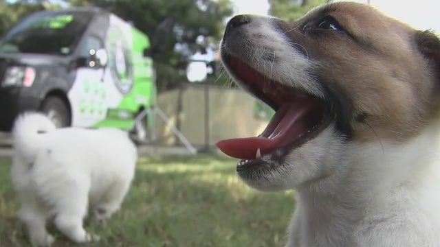 Houston Humane Society offering tips for pet owners amid Hurricane Nicholas preparations