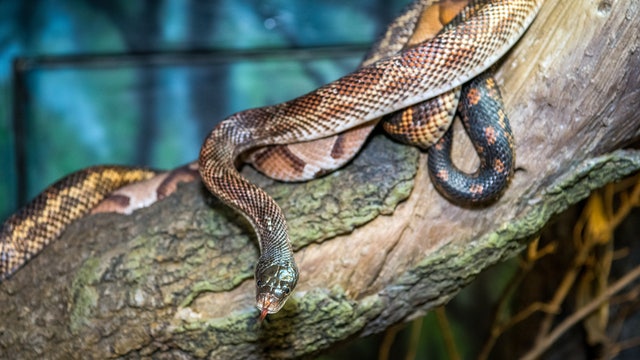 Teens at Houston Zoo launch campaign to change public perception of snakes and calm fears