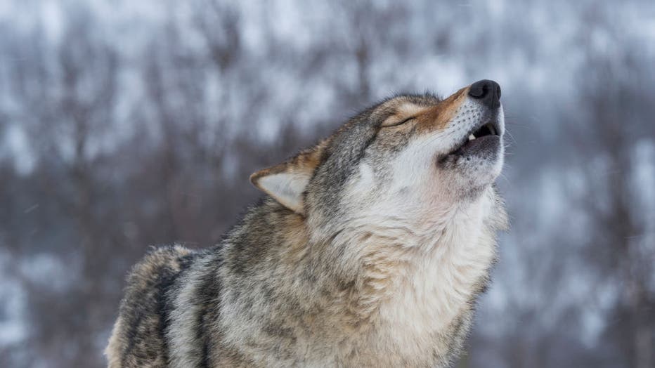 Close-up of a Gray wolf (Canis lupus) is howling in the snow