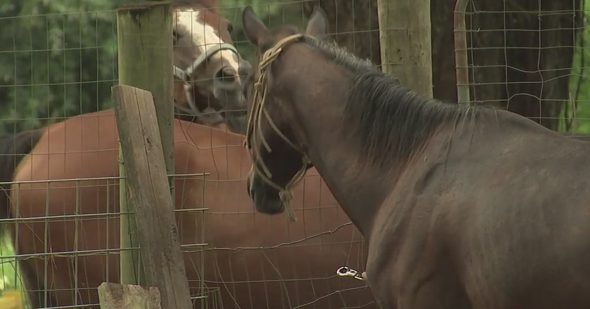 Founder of horse rescue, 14 animals on the verge of being on the street ...