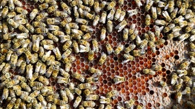 Michigan truck hauling up to 50 million bees crashes, unleashing swarm