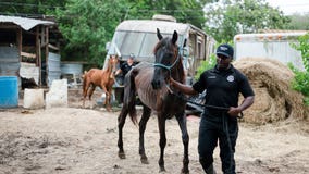 8 emaciated horses rescued from awful conditions in Houston's Sunnyside