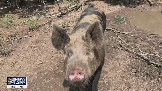 New California law could force short-term shortage of pork, change how pigs are farmed