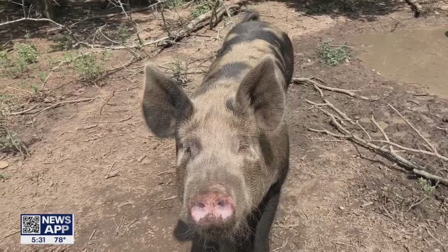 New California law could force short-term shortage of pork, change how pigs are farmed