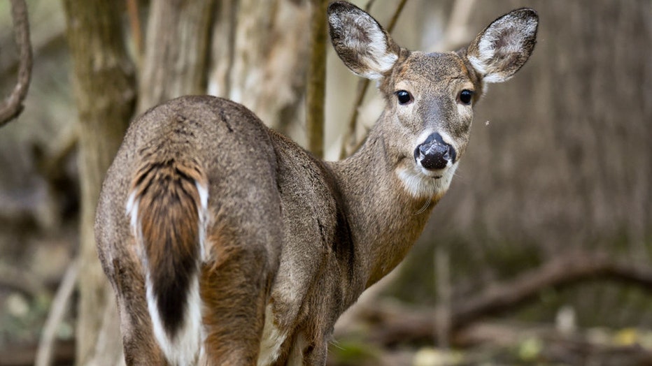 white tail deer