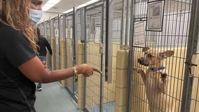 Houston city council member, BARC working to collect donations for pets displaced by Hurricane Ida