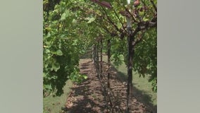 Experience a taste of Napa Valley in North Houston!