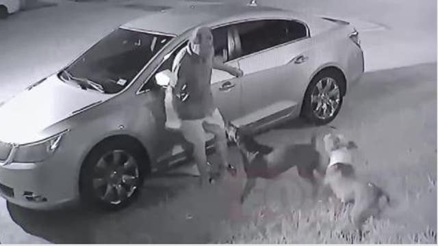Owners of dogs who attacked elderly man in Harris Co. may face charges