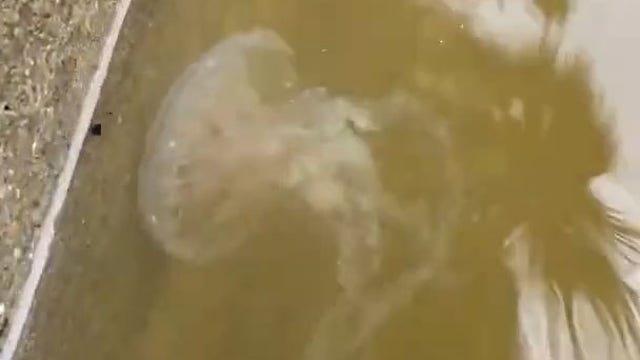 Jellyfish swims into Texas man's flooded yard after Nicholas dumps rain