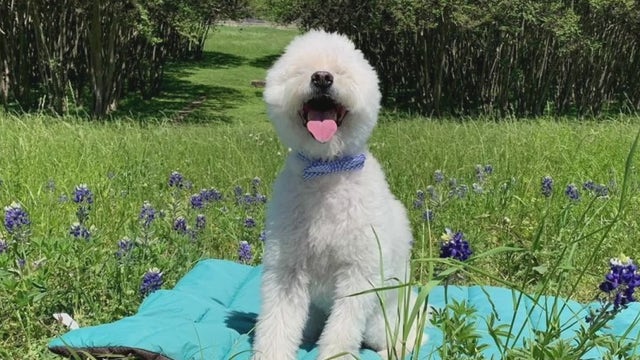 Local doctor rescues 5 dogs while spending two months searching for her missing pup whose yet to be found