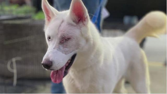 Animals that survived Hurricane Ida now available for adoption in Houston