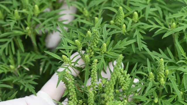 Fall allergies will be in 'full force' this year, experts say