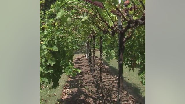 Experience a taste of Napa Valley in North Houston!