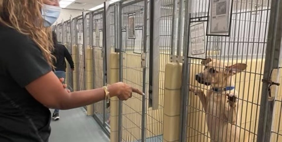 Houston City Council Member Barc Working To Collect Donations For Pets Displaced By Hurricane Ida