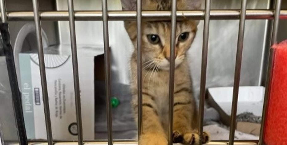 Houston City Council Member Barc Working To Collect Donations For Pets Displaced By Hurricane Ida