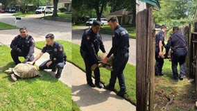 100-pound tortoise escapes Atascocita home, but doesn't make it far before deputies arrive