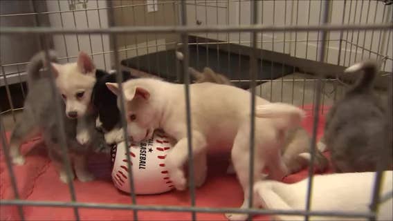 Altuve, Correa, Breggy: Puppies at Houston shelter named for Astros players